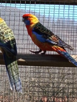 Rozely Adelaidské - 2