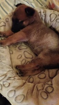 Belgický ovčiak - 2