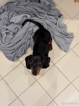 Predám šteniatko - 2