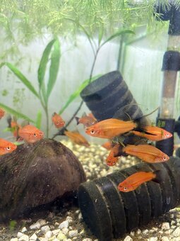 Mečúň ADA Živorodka - Xiphophorus helleri - 2