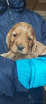 Anglický kokeršpaniel - 2