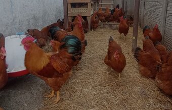 NASADOVE VAJCIA HEMPSIR - 2