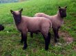 Clun Forest jahňatá baran ovce Beranek jahňa jahniatko beran - 2