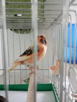 Kanarik - 2