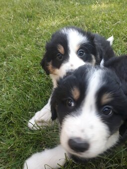 Male Border collie - 2