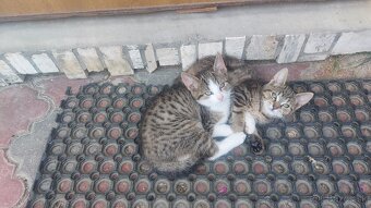 Darujem mačiatka len do dobrých rúk - 2