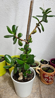Rastlina tučnolist, priemer kvetináča cca 13 cm - 2