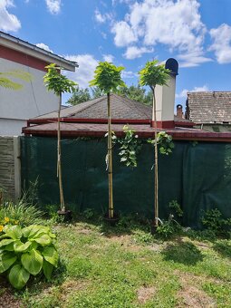 Catalpa nana - 2