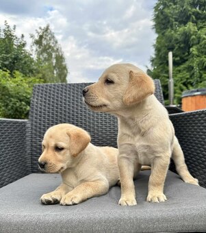 Šteniatka labrador a biely chlapec IHNEĎ - 2