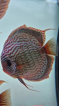 Tercovce - Discus - 2