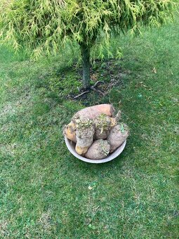 Krmná repa - ponuka. - 2