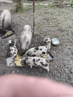 Predám vietnamské prasiatka - 2