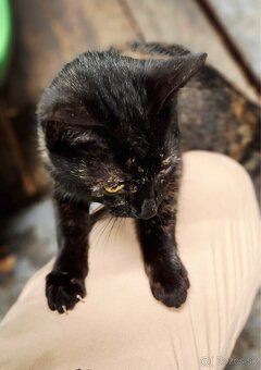 Darujem mačiatko - 2