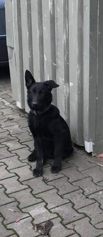 Nemecký ovčiak - 2