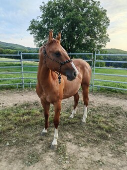 Mladý žrebec QH - 2