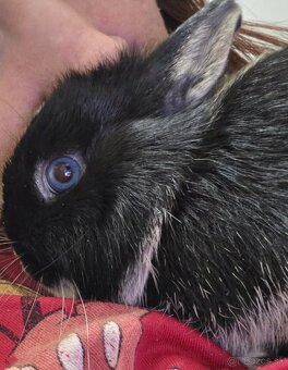 Predám zakrslé králiky - 2