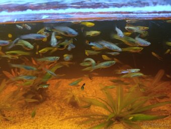 Darujem akvariové rybky - 2