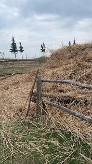 Odvoz a likvidácia rákosu - 2