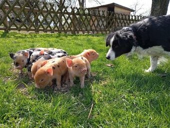 Kune Kune - selátka - 2