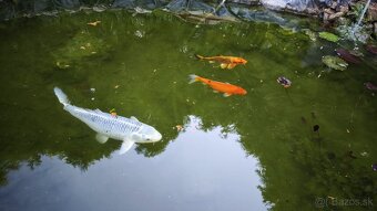 Koi Kapre z jazierka - rušíme jazierko - 2
