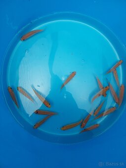 Koi kapre - 2