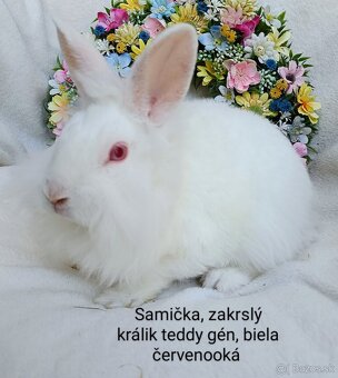 Zakrslý králik teddy gén s VP - samička biela červenooká - 2