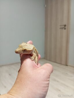 Pagekon riasnaty - 2