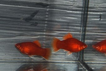 Spoločenské rybky dovoz 9.11 RK-BB - 2