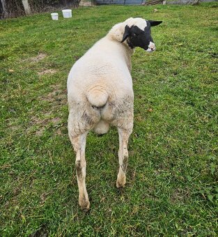 Križenec dorper - 2