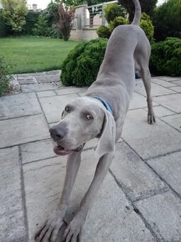 Weimarský stavač 2.ročný - 2