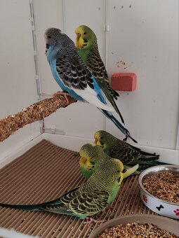 Výstavné, polovýstavné, dúhové andulky - 2