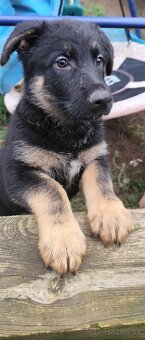 Nemecký ovčiak - 2