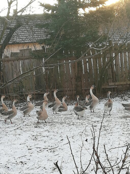 Husi - labutia  (hus,husy) - 2