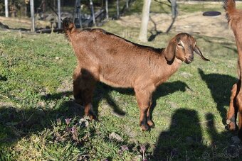 Predam Anglonubijske kozliatka - 2