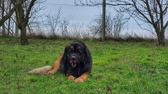 Leonberger s PP - 2