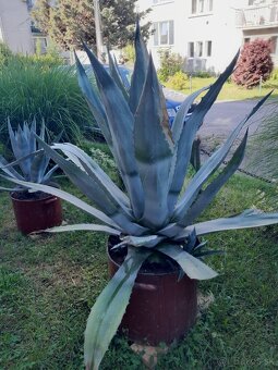 AMERICKÁ AGAVE - 2