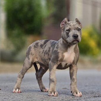 American bully XL, pitbull xxl - 2