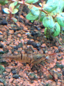Macrobrachium dayanum krevetka čokoládová - 2
