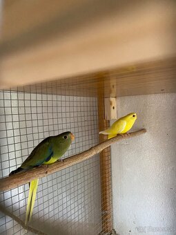 Papagaj Horsky zlty pastel baraband Rozela lutino neofemy - 2