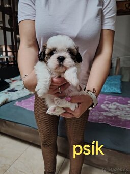 Šteniatka shih-tzu(shitzu, shihtzu) - 2