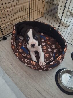 Stafordširský Bulteriér - 2