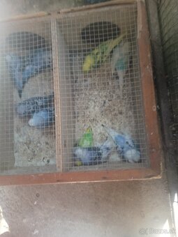 Predám korely aj andulky - 2