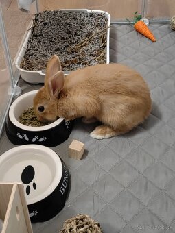 Zakrslý králik s ohradou - 2