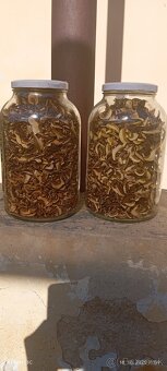 Predám sušené hríby - 2