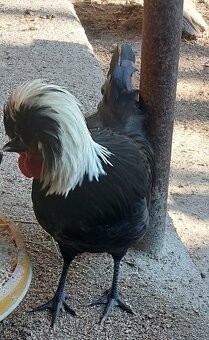 Holanďanka čierna zdrobnela - 2