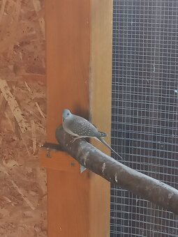 Holúbok diamantový - 2