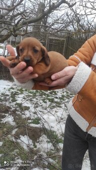 Predám šteniatka jazvečíkov krátkosrstých - 2