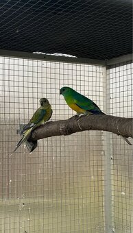 Papagaje spevave - 2