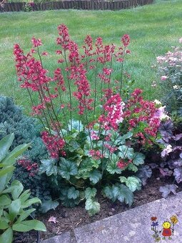 Heuchera zelená s výrazne ružovými kvetmi SADENICE - 2