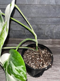 Monstera var. - 2